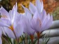 Crocus Longiflorus